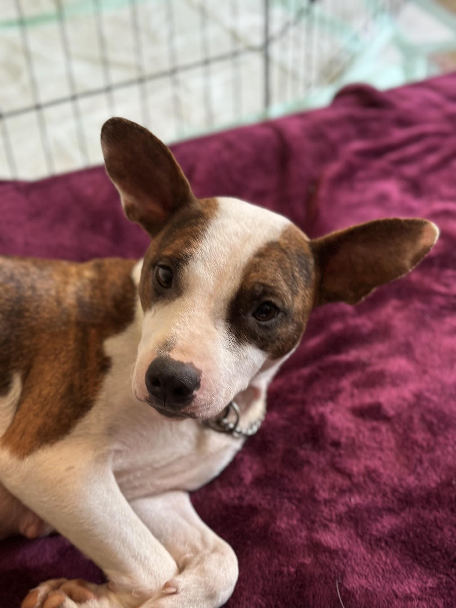 Enlarge Jude, a Adopted Mixed Breed in Catawba, NC image 1/6