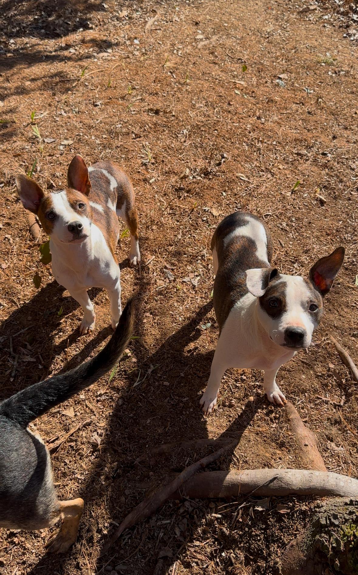 Enlarge Jude, a Adopted Mixed Breed in Catawba, NC image 3/6