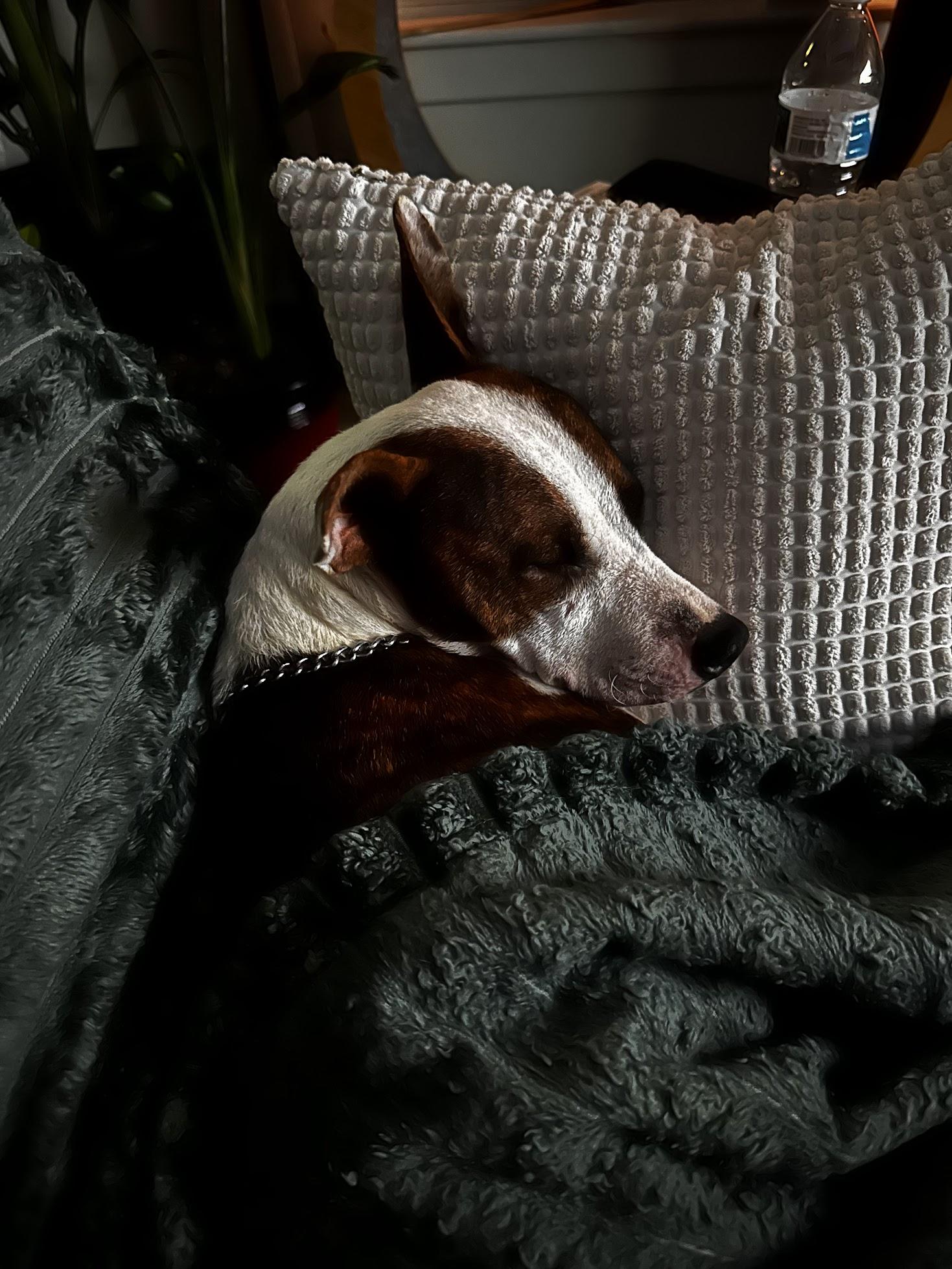 Enlarge Jude, a Adopted Mixed Breed in Catawba, NC image 4/6