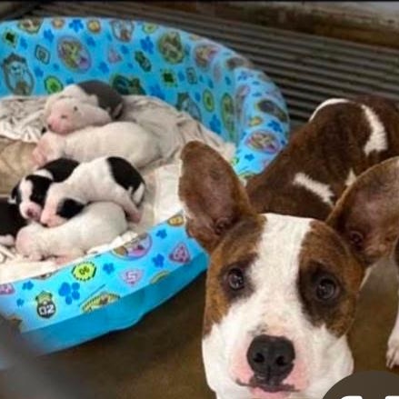 Enlarge Jude, a Adopted Mixed Breed in Catawba, NC image 5/6