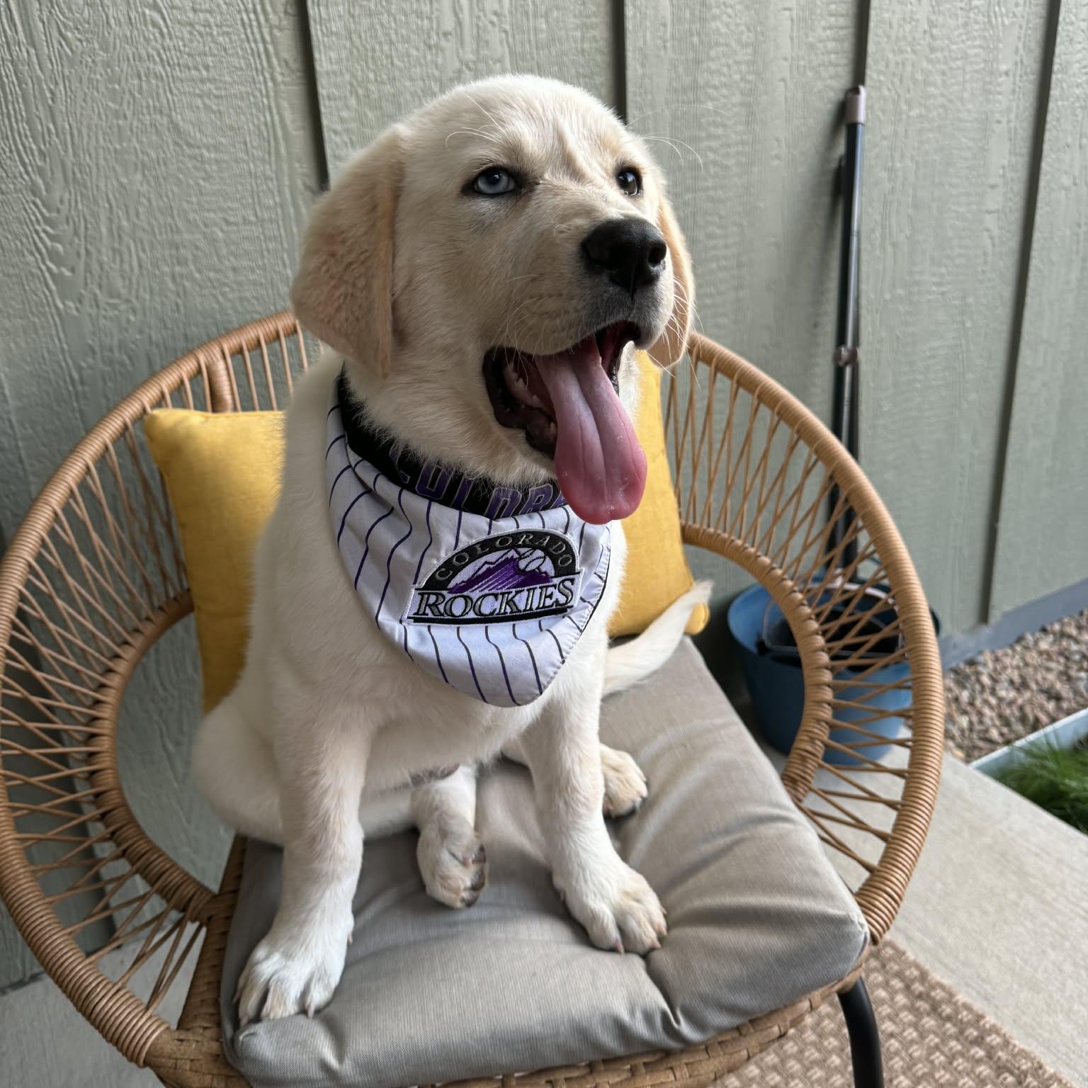 IVY, adopted, Puppy Female Great Pyrenees.