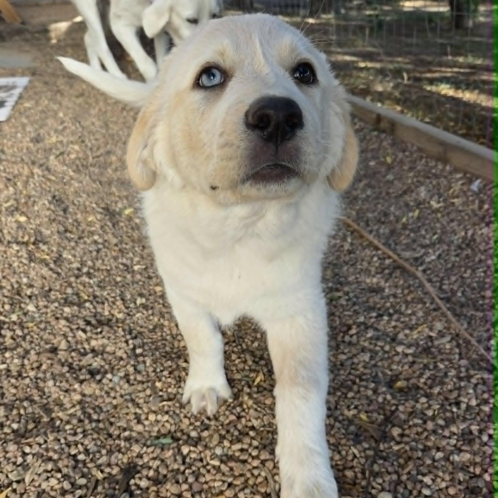 IVY, an adopted mixed breed in Loveland, CO image 5/6
