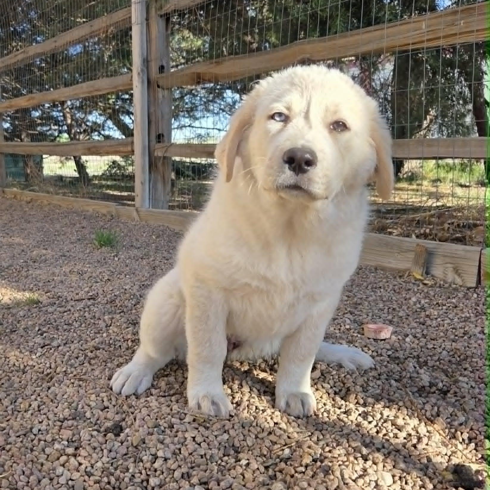 IVY, an adopted mixed breed in Loveland, CO image 6/6