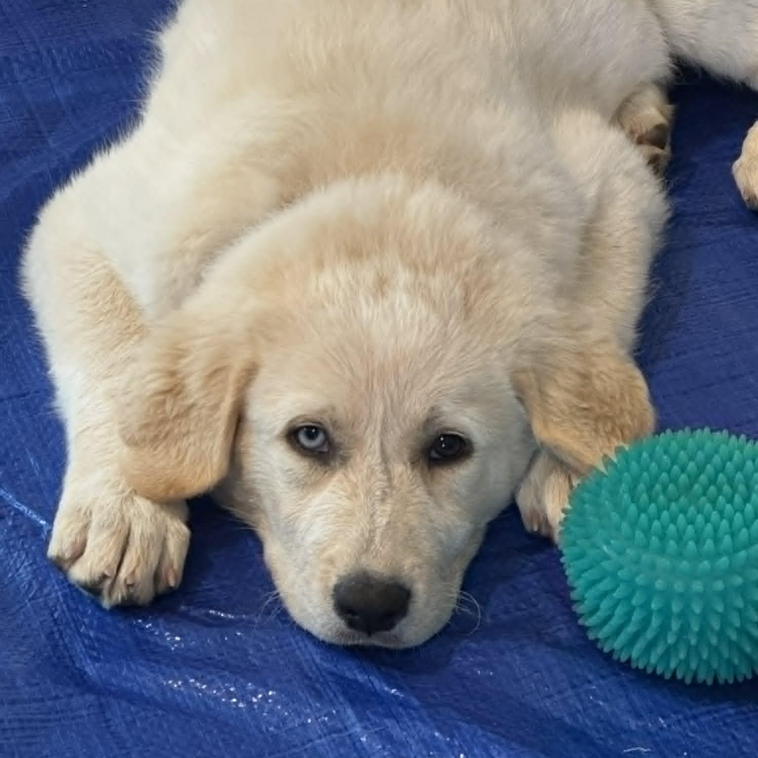 IVY, an adopted mixed breed in Loveland, CO image 3/6