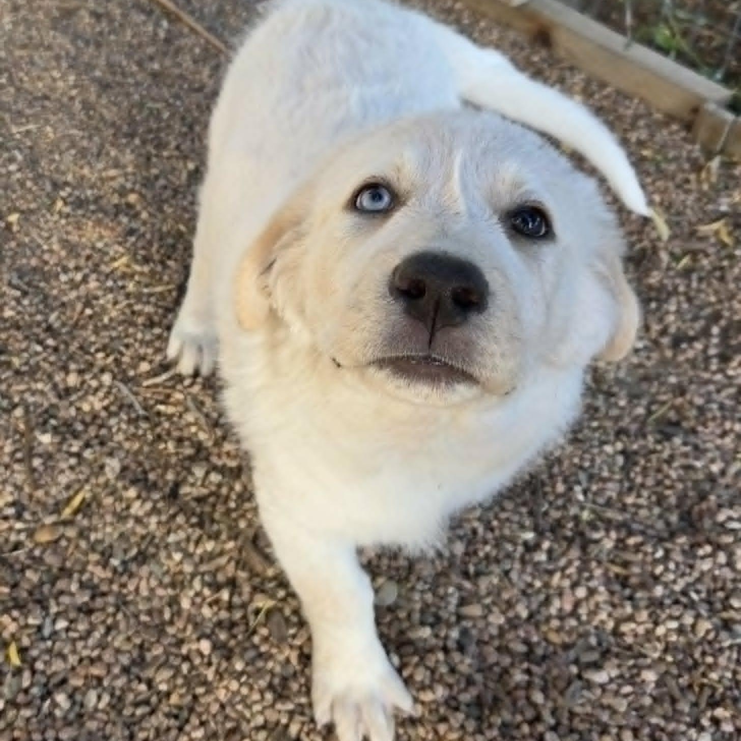 IVY, an adopted mixed breed in Loveland, CO image 2/6