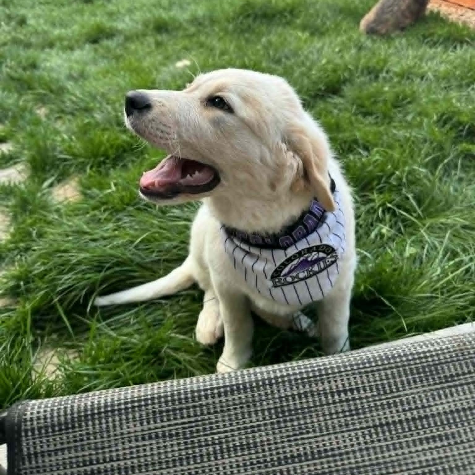 IVY, an adopted mixed breed in Loveland, CO image 4/6