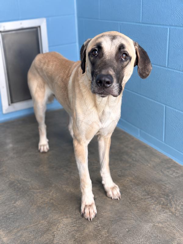 Enlarge Brutus Maximus, a Adoptable mixed breed in Lafayette, LA image 1/1