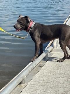 Oakley, a Adoptable Pit Bull Terrier in Reedsport, OR image 6/6