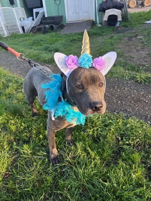 Oakley, an adoptable Pit Bull Terrier in Reedsport, OR, 97467 | Photo Image 1