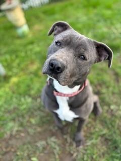 Oakley, a Adoptable Pit Bull Terrier in Reedsport, OR image 3/6