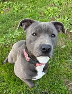 Oakley, a Adoptable Pit Bull Terrier in Reedsport, OR image 5/6