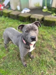 Oakley, a Adoptable Pit Bull Terrier in Reedsport, OR image 4/6