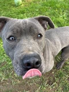 Oakley, a Adoptable Pit Bull Terrier in Reedsport, OR image 2/6