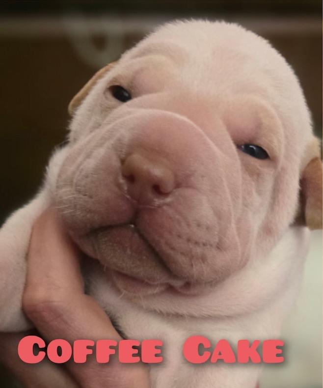 Coffee Cake, Adoptable, Puppy Female Shar-Pei & American Staffordshire Terrier.