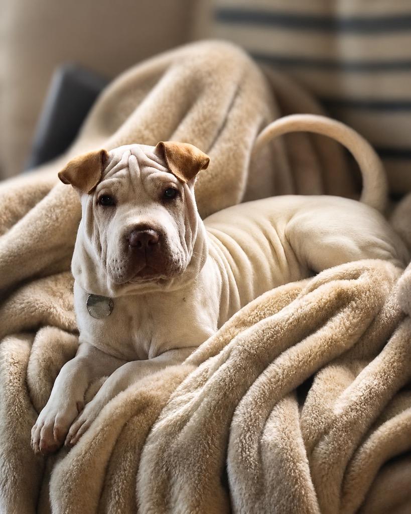 Coffee Cake, a Adoptable mixed breed in Reno, NV image 2/6