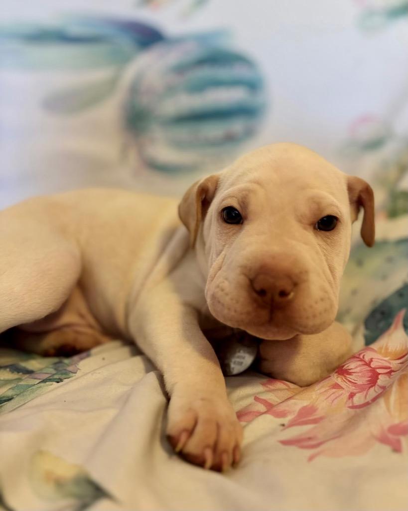 Enlarge Coffee Cake, a Adoptable mixed breed in Reno, NV image 2/6