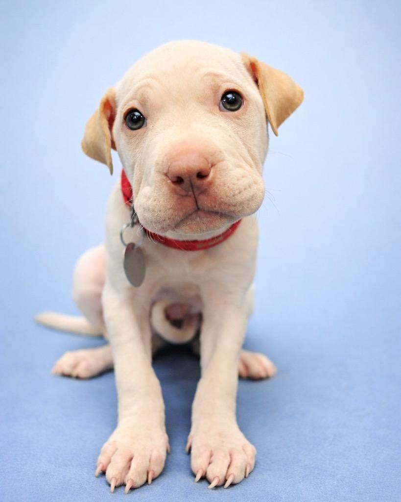 Enlarge Coffee Cake, a Adoptable mixed breed in Reno, NV image 3/6
