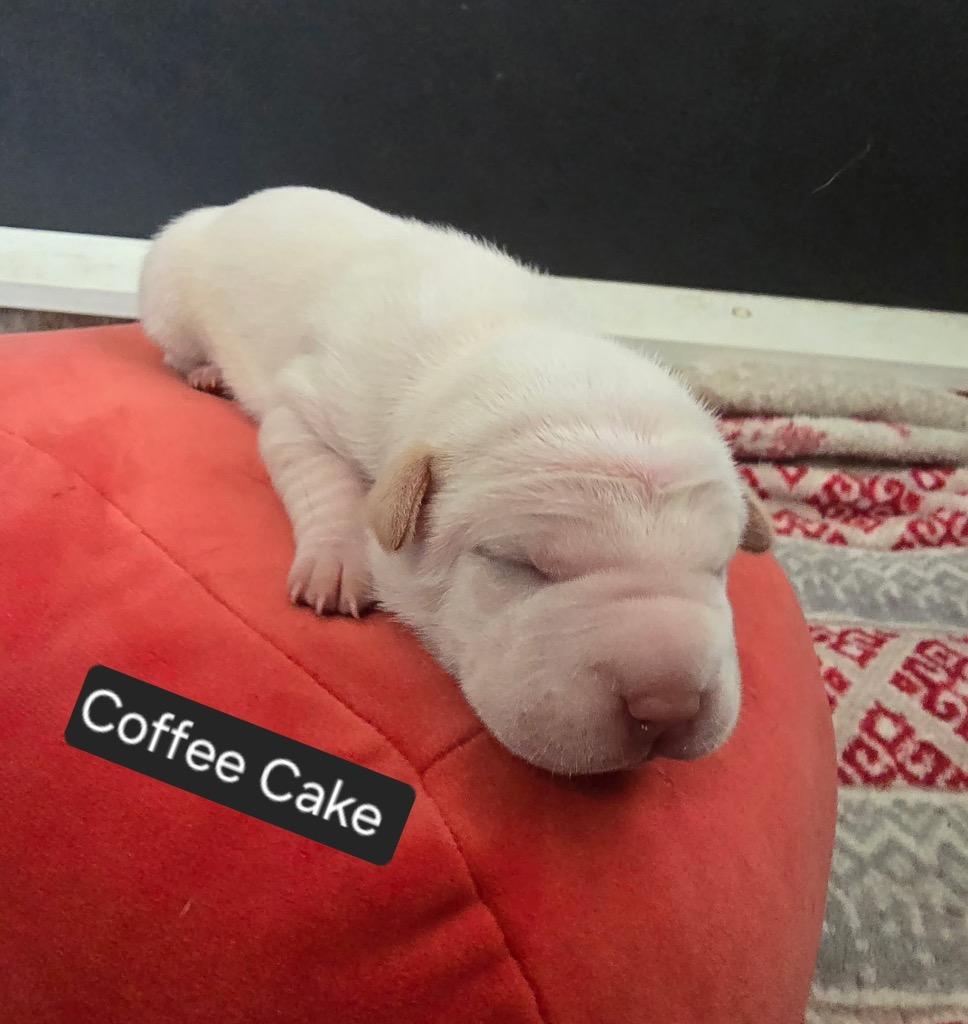 Enlarge Coffee Cake, a Adoptable mixed breed in Reno, NV image 4/6