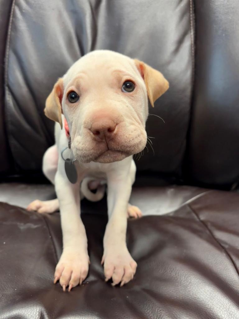 Enlarge Coffee Cake, a Adoptable mixed breed in Reno, NV image 5/6