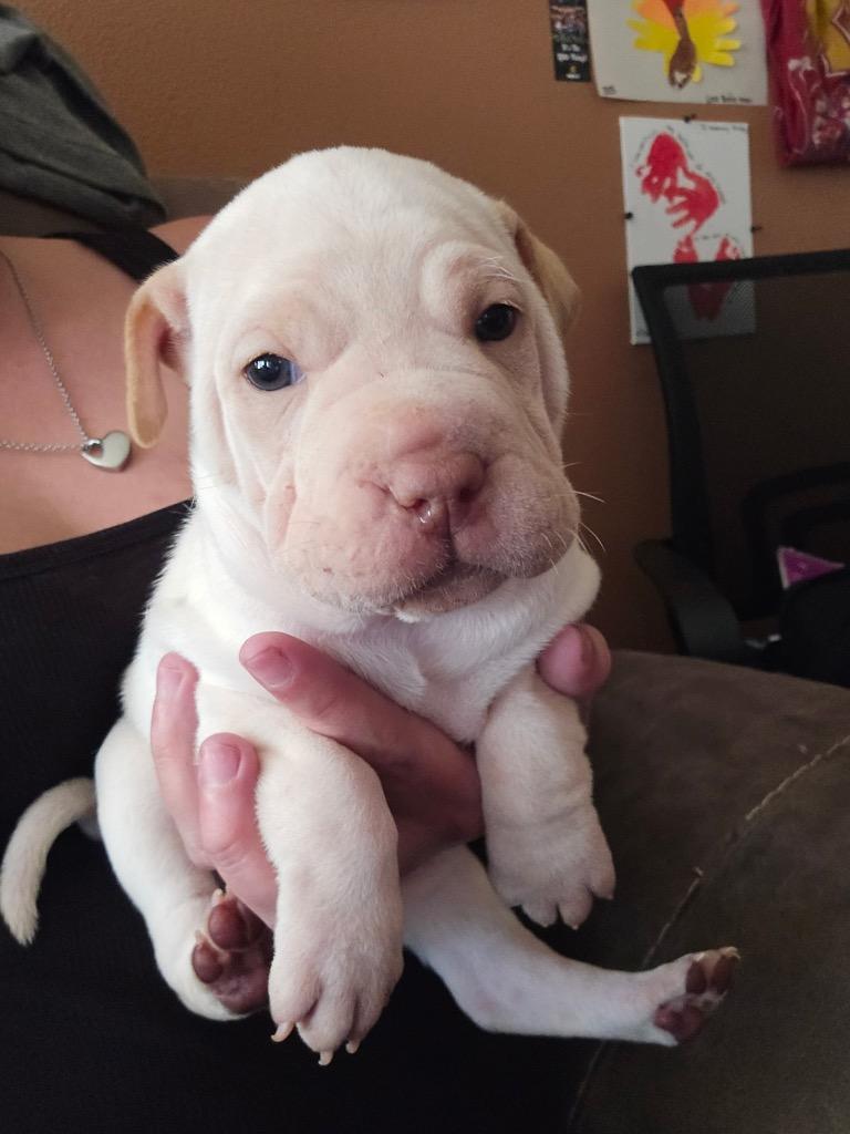 Enlarge Coffee Cake, a Adoptable mixed breed in Reno, NV image 6/6
