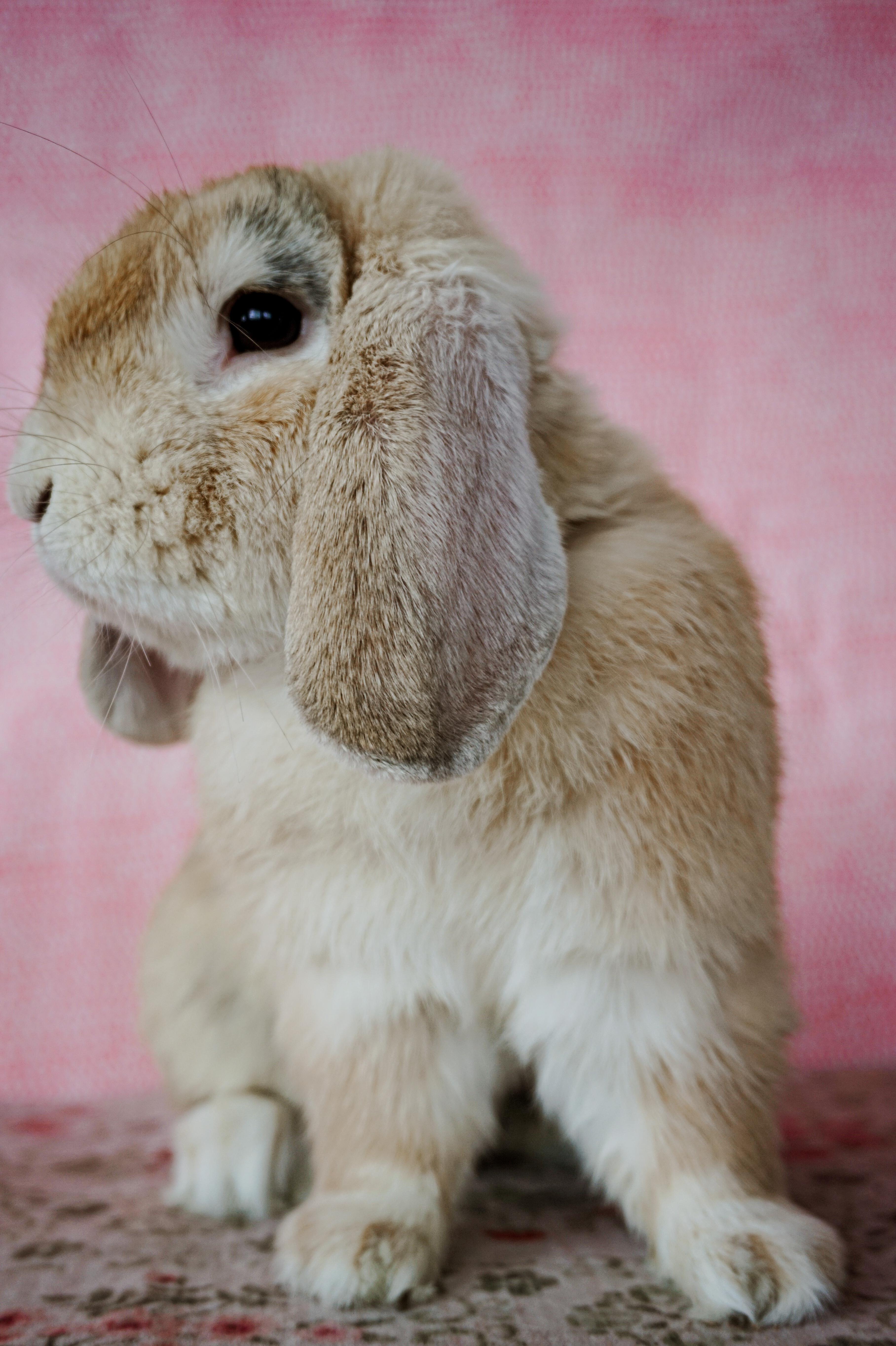Marshall, a ADOPTABLE American Fuzzy Lop in Long Beach, CA image 5/6