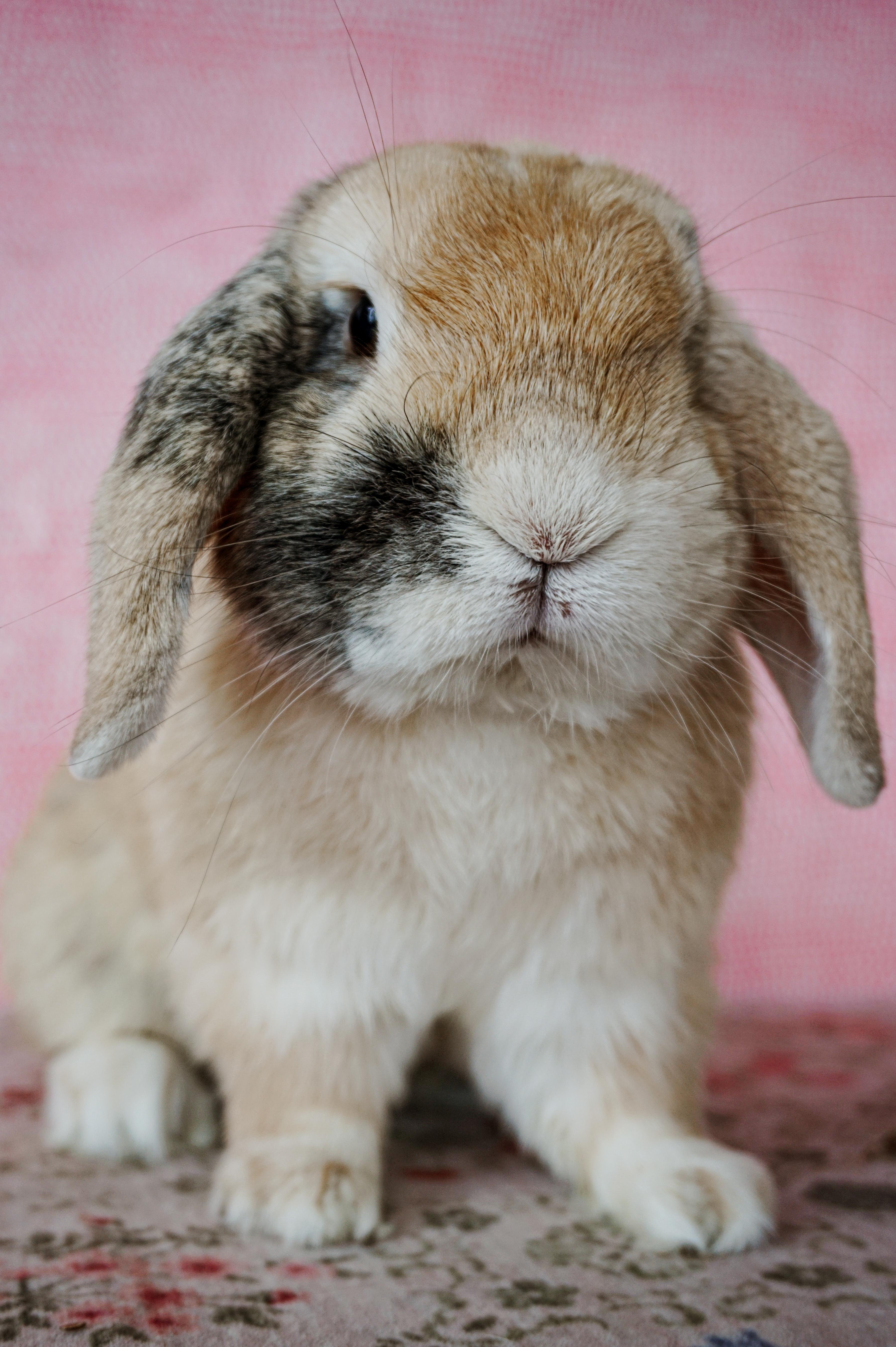 Marshall, a ADOPTABLE American Fuzzy Lop in Long Beach, CA image 3/6