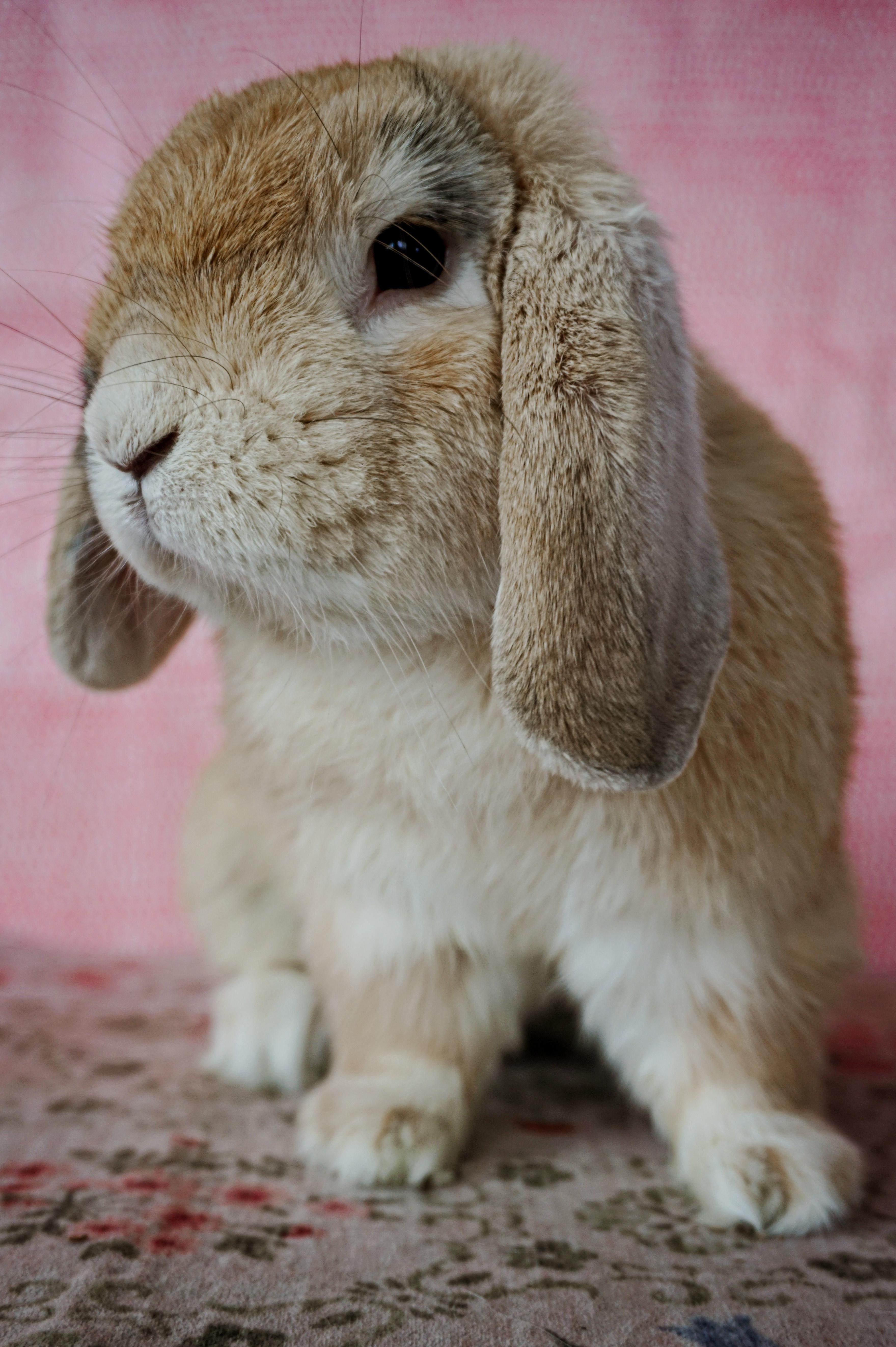 Marshall, a ADOPTABLE American Fuzzy Lop in Long Beach, CA image 6/6