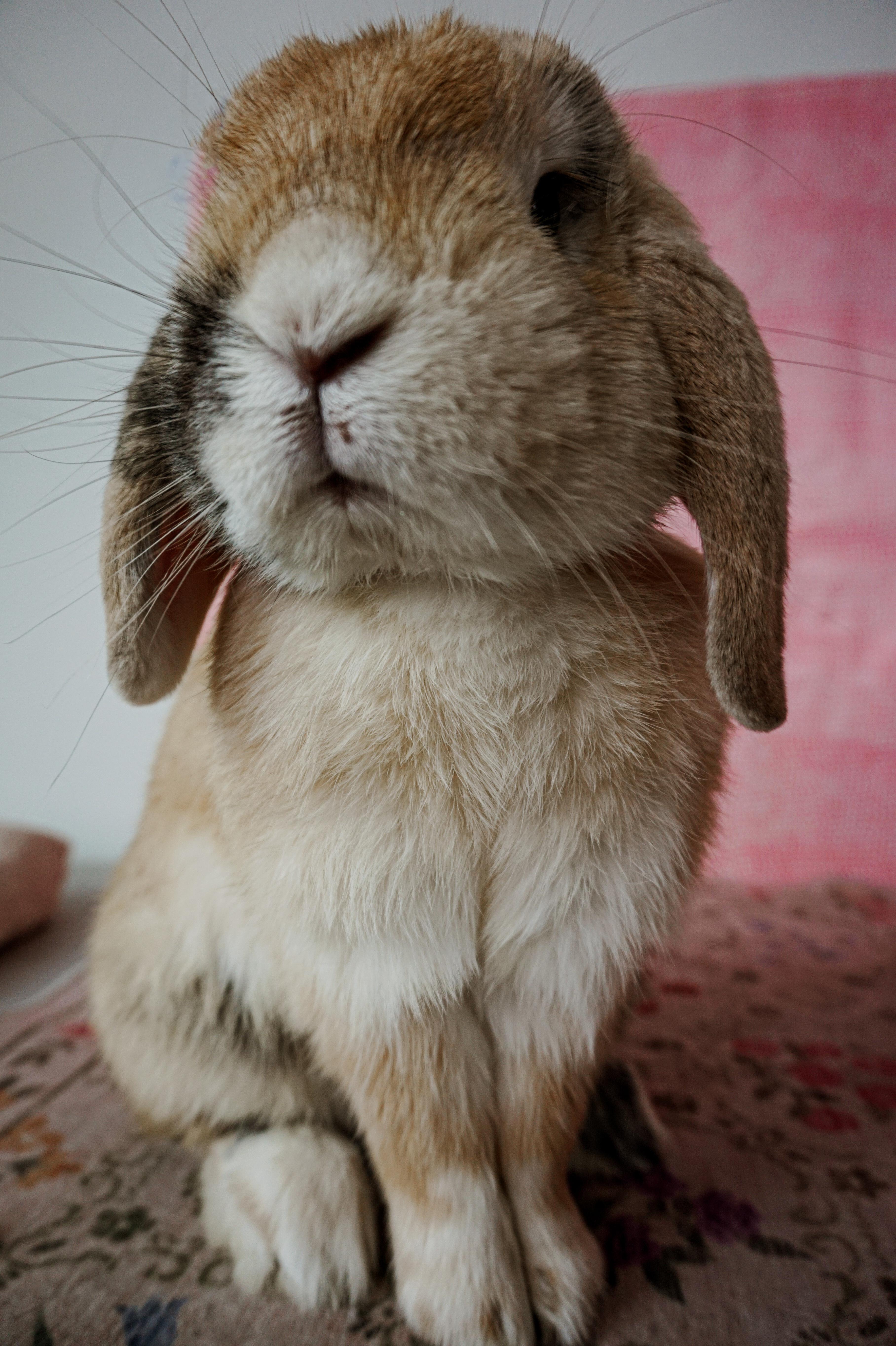 Marshall, a ADOPTABLE American Fuzzy Lop in Long Beach, CA image 4/6