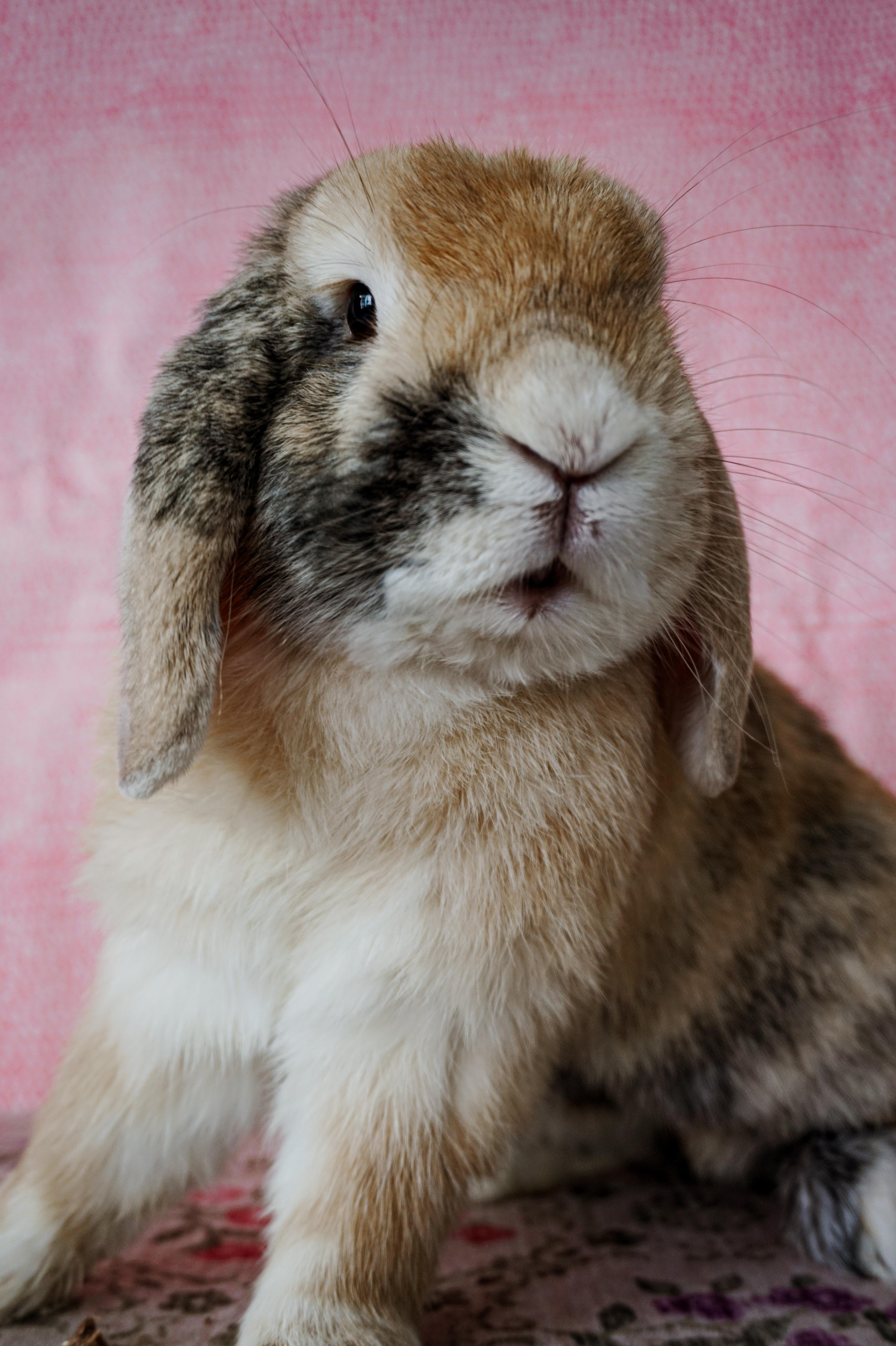 Marshall, a ADOPTABLE American Fuzzy Lop in Long Beach, CA image 1/6