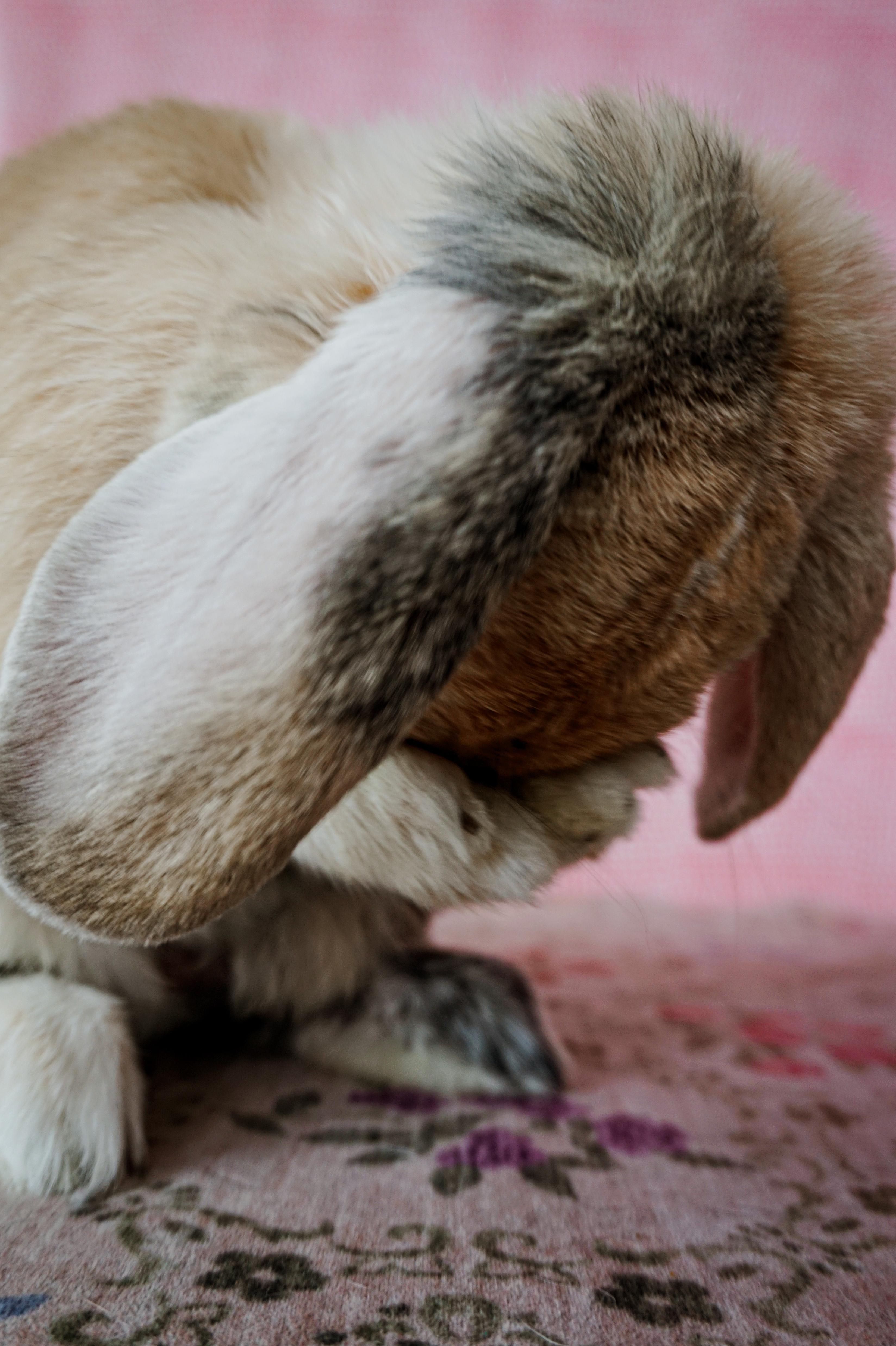 Marshall, a ADOPTABLE American Fuzzy Lop in Long Beach, CA image 2/6