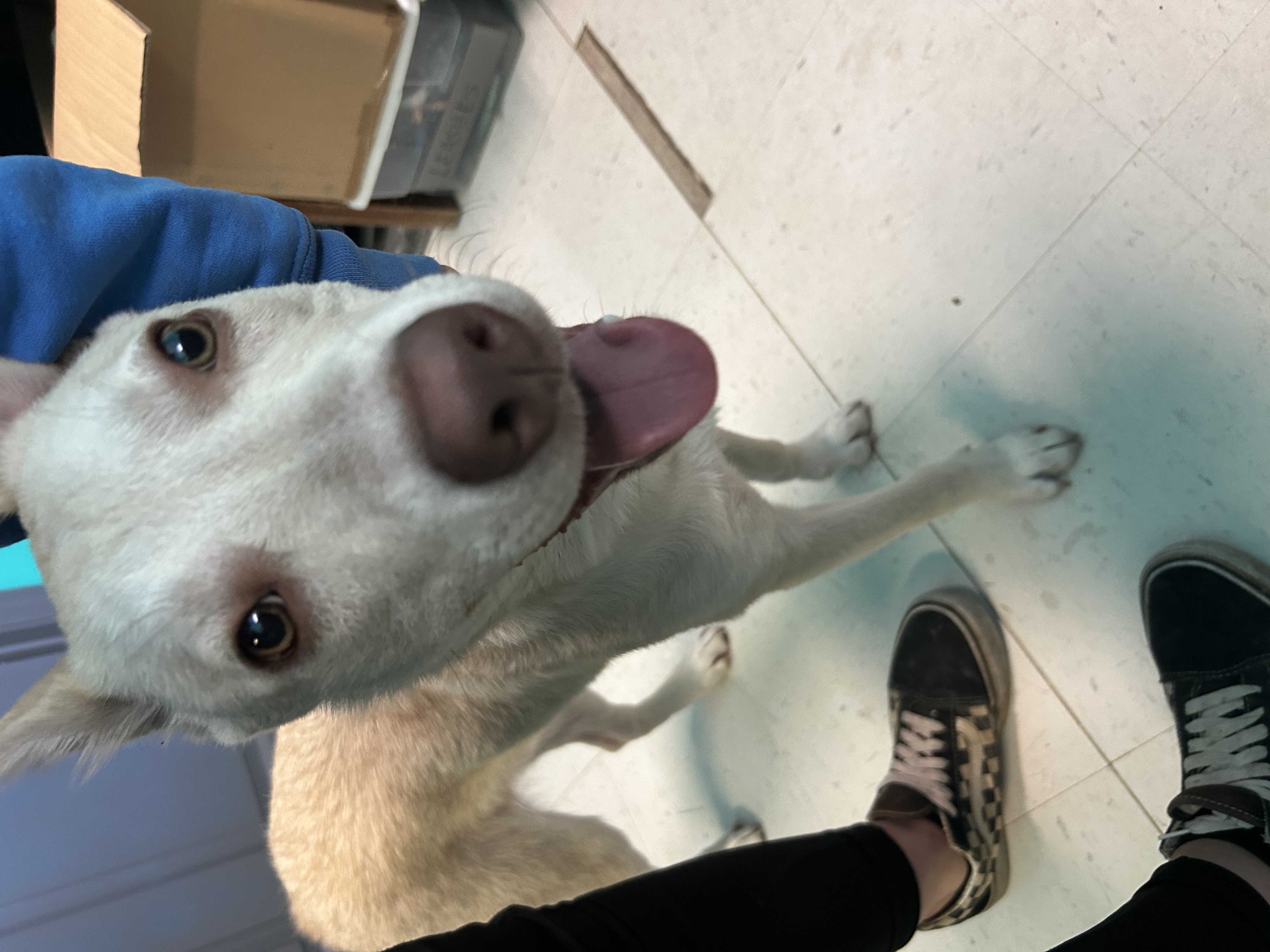 tweedle dum, an adopted Husky Mix in Erwin, TN_image-1
