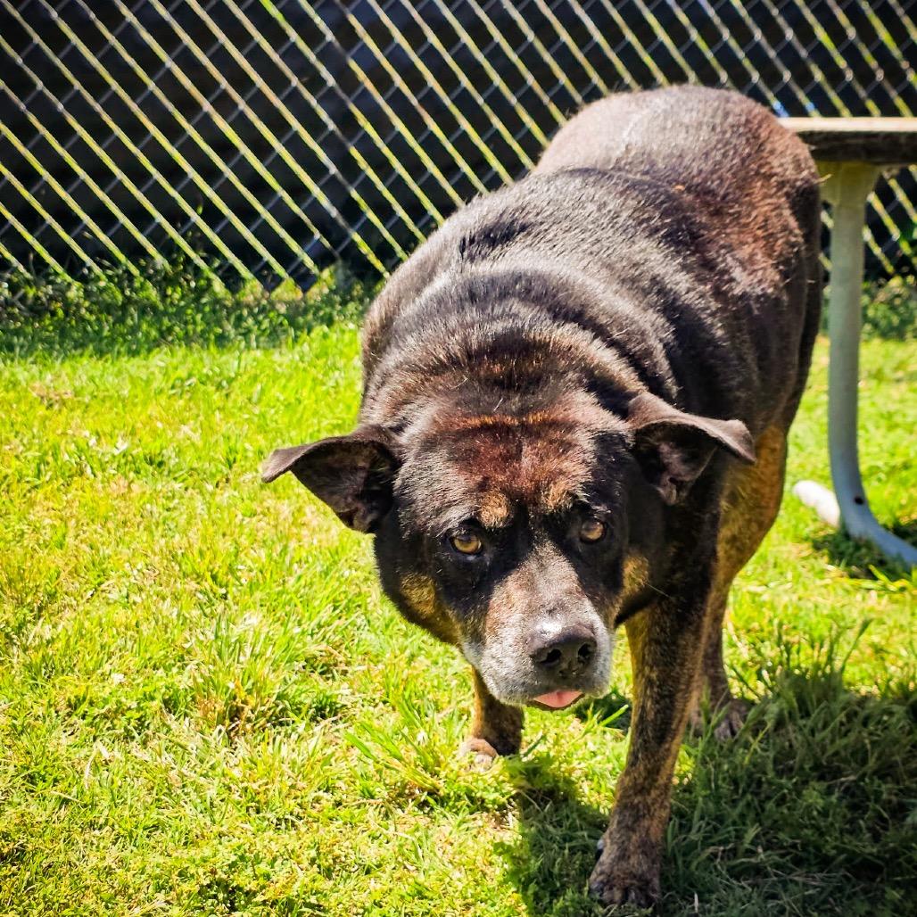 Porky, Adoptable, Senior Male Mixed Breed.