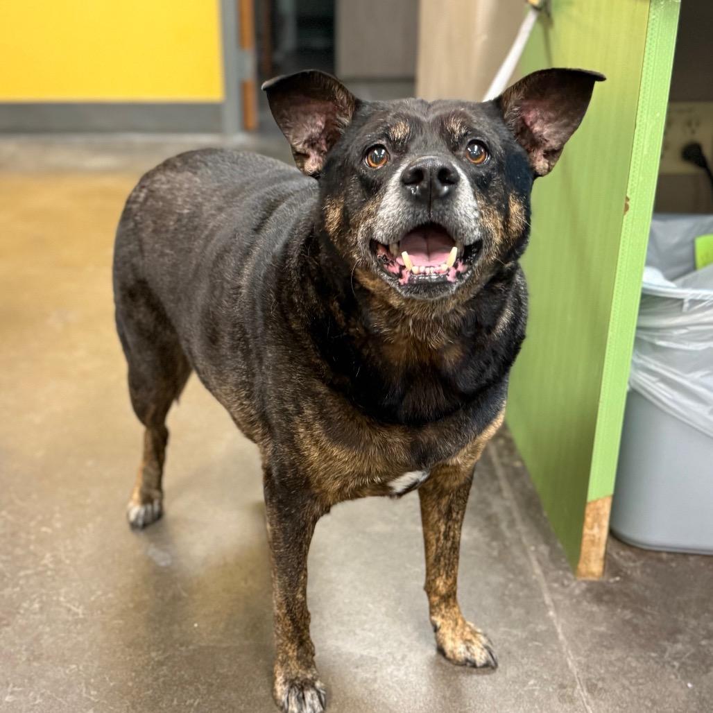 Porky, a Adoptable Mixed Breed in Norman, OK image 3/5