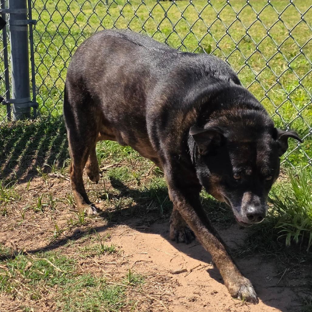 Porky, a Adoptable Mixed Breed in Norman, OK image 4/5