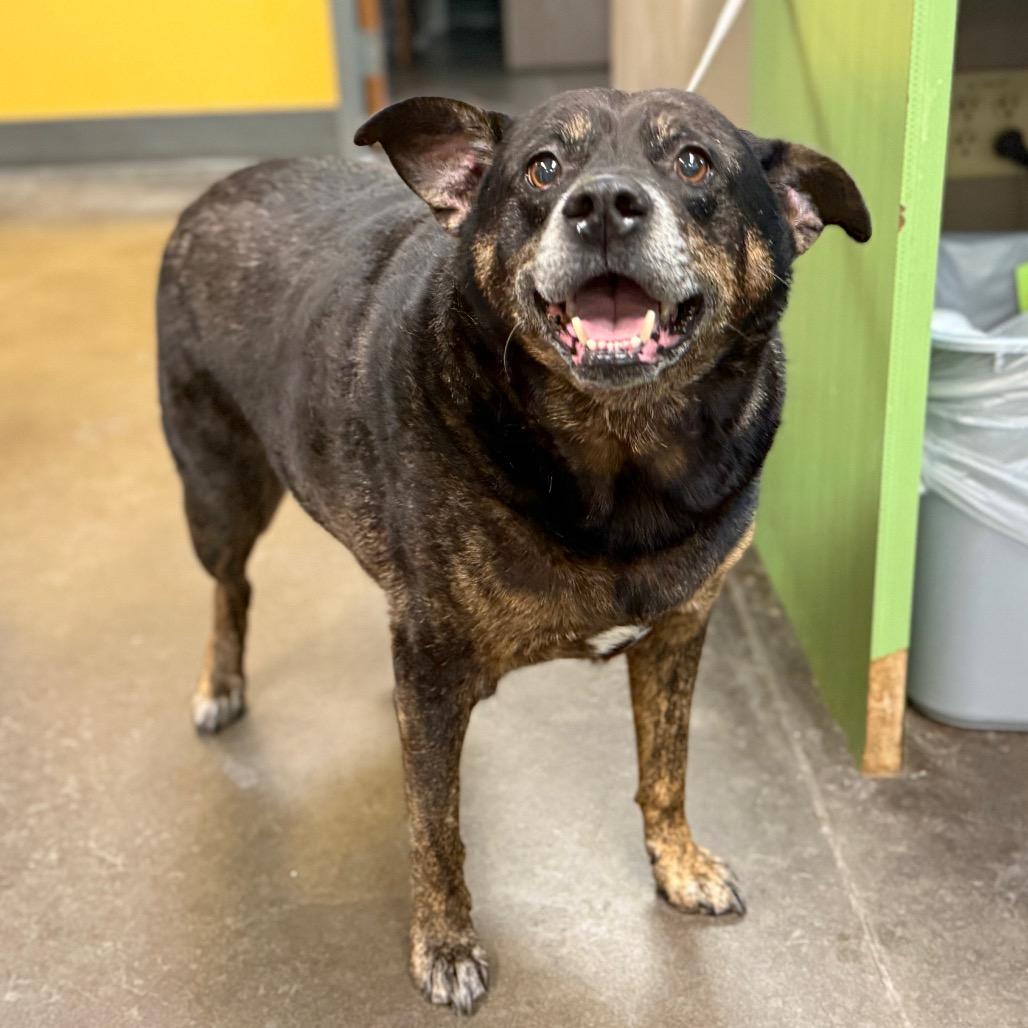 Porky, a Adoptable Mixed Breed in Norman, OK image 5/5