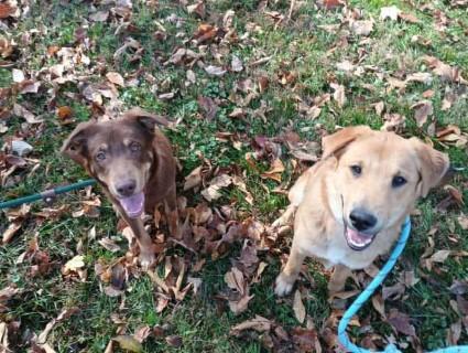 Mario (aka Snickers), a Adoptable mixed breed in Gilberts, IL image 3/4