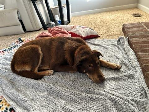 Enlarge Mario (aka Snickers), a Adoptable mixed breed in Gilberts, IL image 4/6