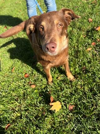 Mario (aka Snickers)