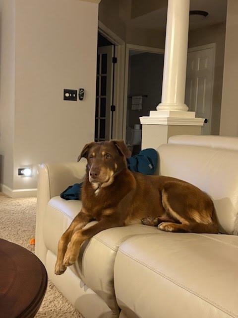 Mario (aka Snickers), Adoptable, Young Male Australian Shepherd & Retriever.