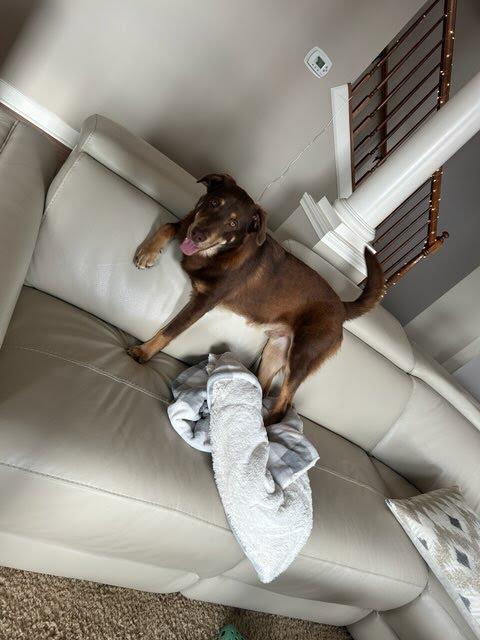 Enlarge Mario (aka Snickers), a Adoptable mixed breed in Gilberts, IL image 6/6