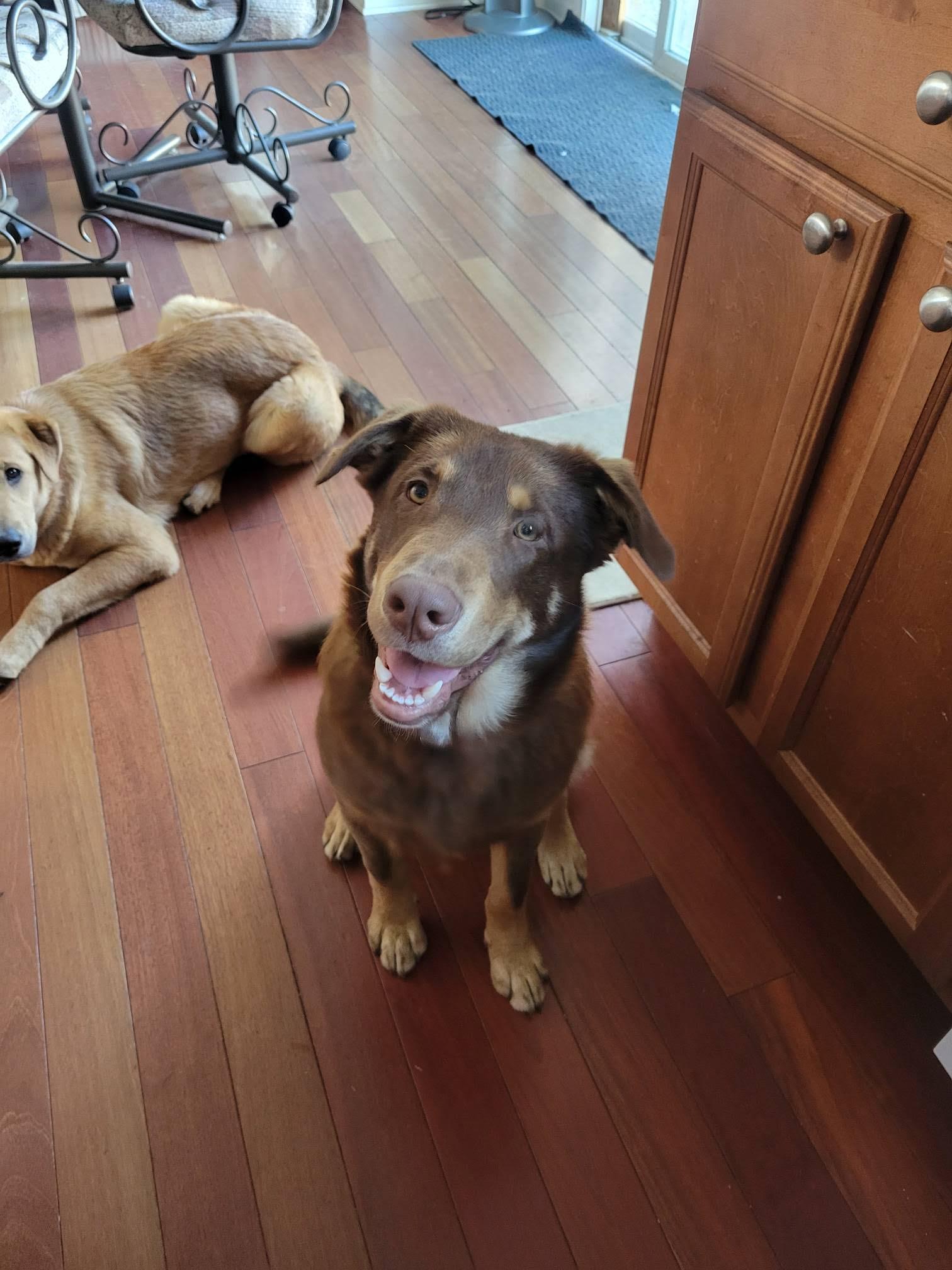 Mario (aka Snickers)