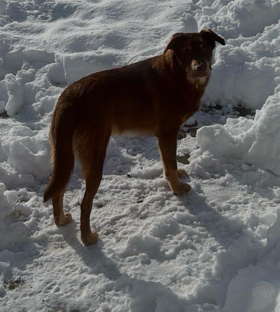 Enlarge Mario (aka Snickers), a Adoptable mixed breed in Gilberts, IL image 5/6