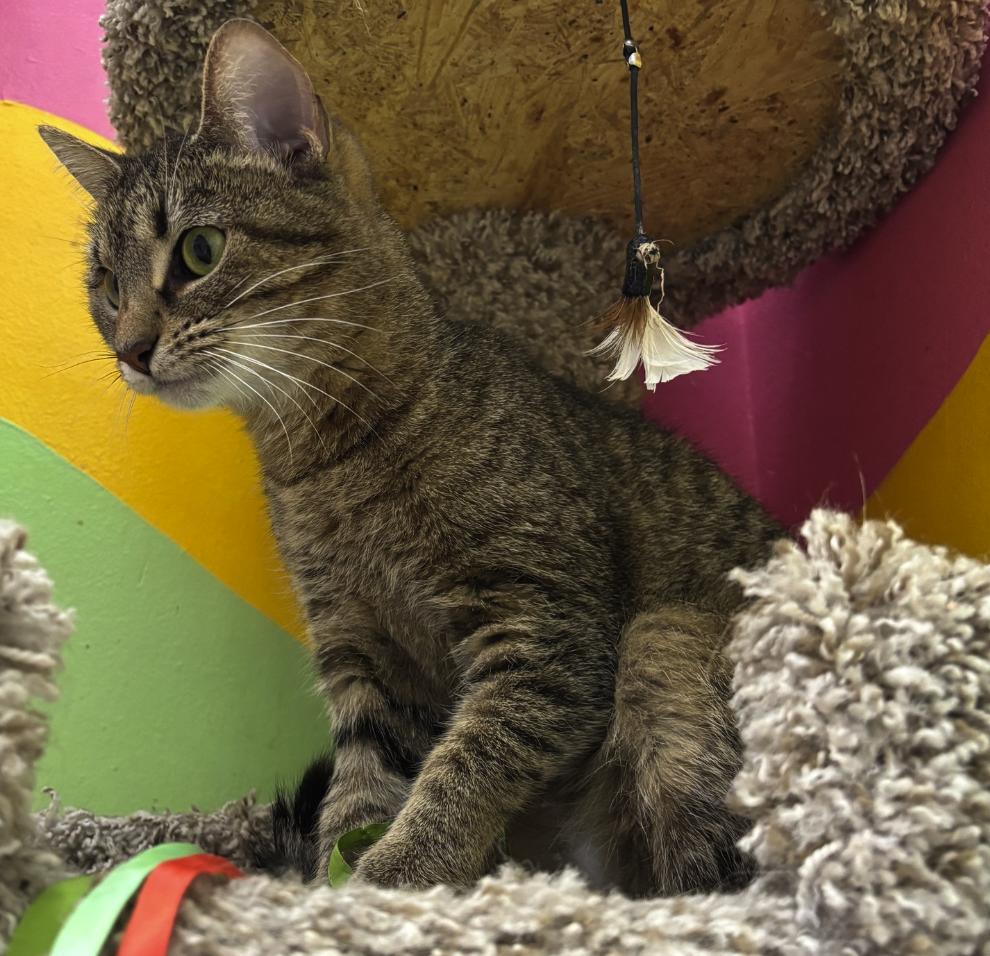 Enlarge Mystique, a Adoptable American Shorthair in Springdale, AR image 2/5