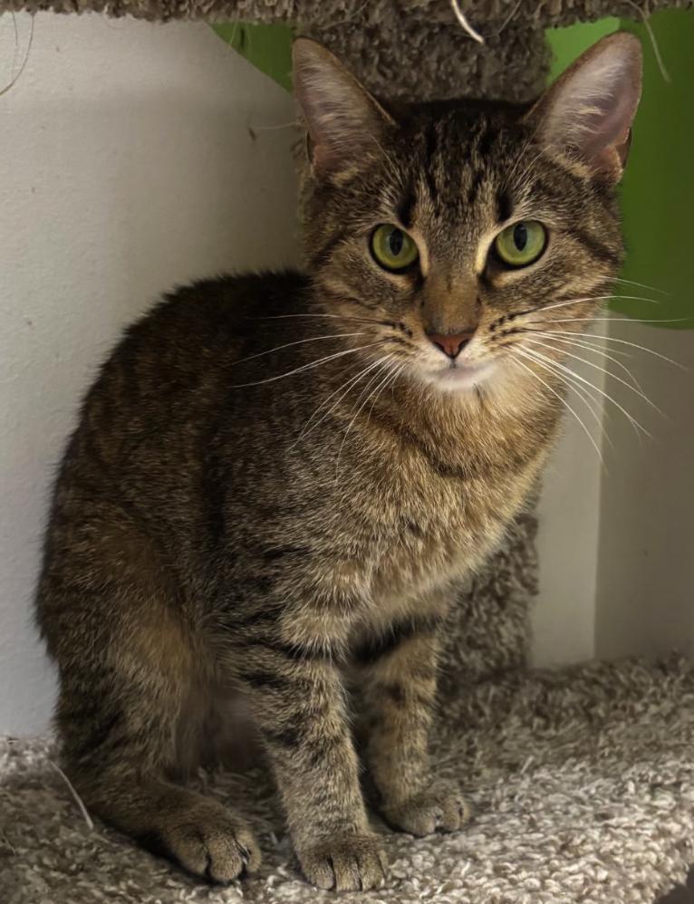 Enlarge Mystique, a Adoptable American Shorthair in Springdale, AR image 1/5