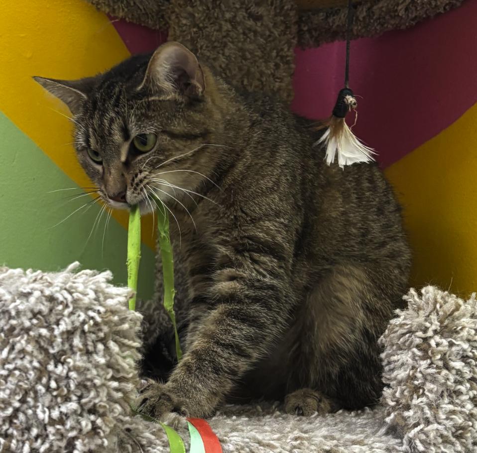 Enlarge Mystique, a Adoptable American Shorthair in Springdale, AR image 4/5