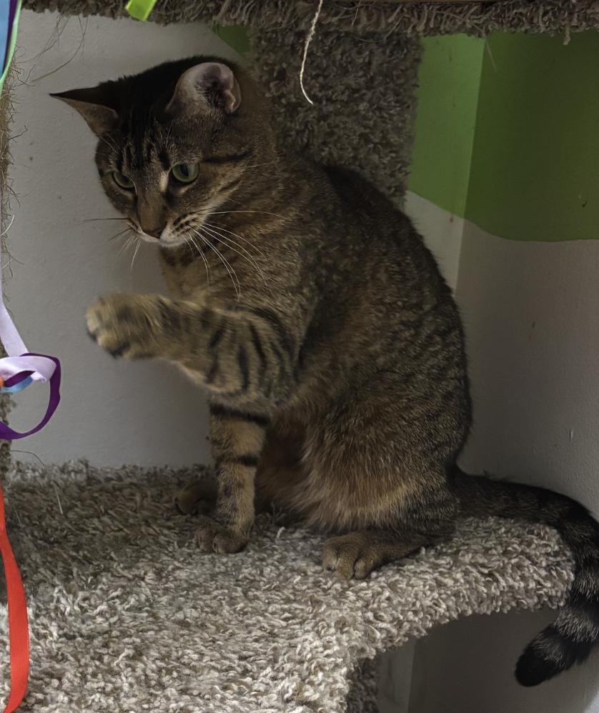 Enlarge Mystique, a Adoptable American Shorthair in Springdale, AR image 3/5