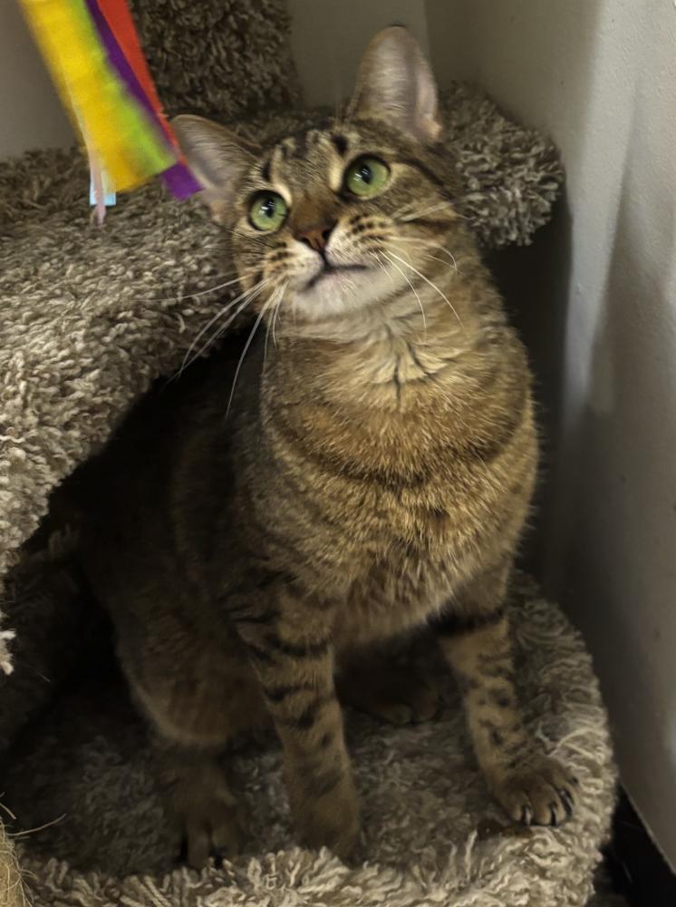 Enlarge Mystique, a Adoptable American Shorthair in Springdale, AR image 5/5