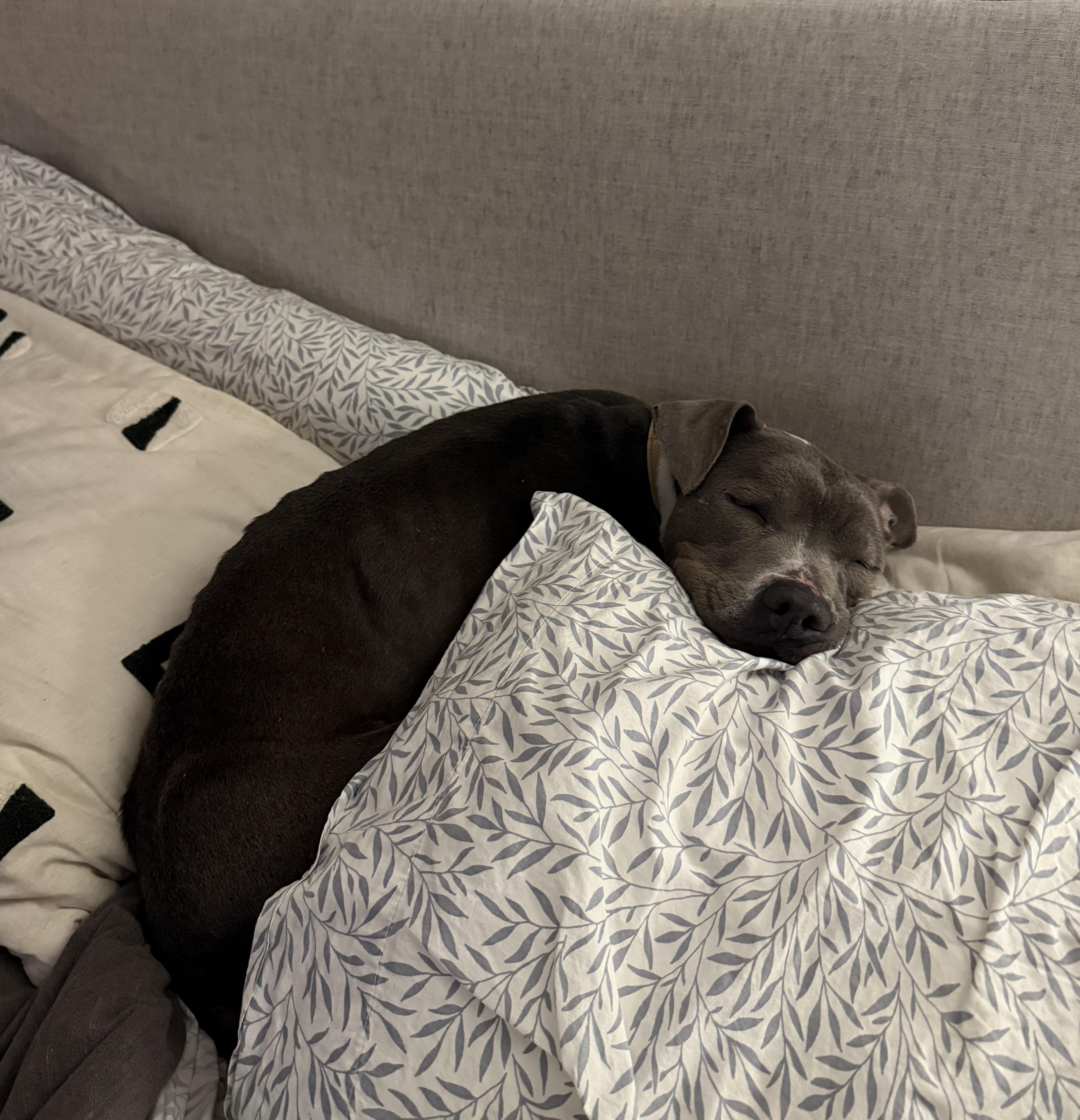 Enlarge Maddox, a Adoptable mixed breed in Boston, MA image 6/6