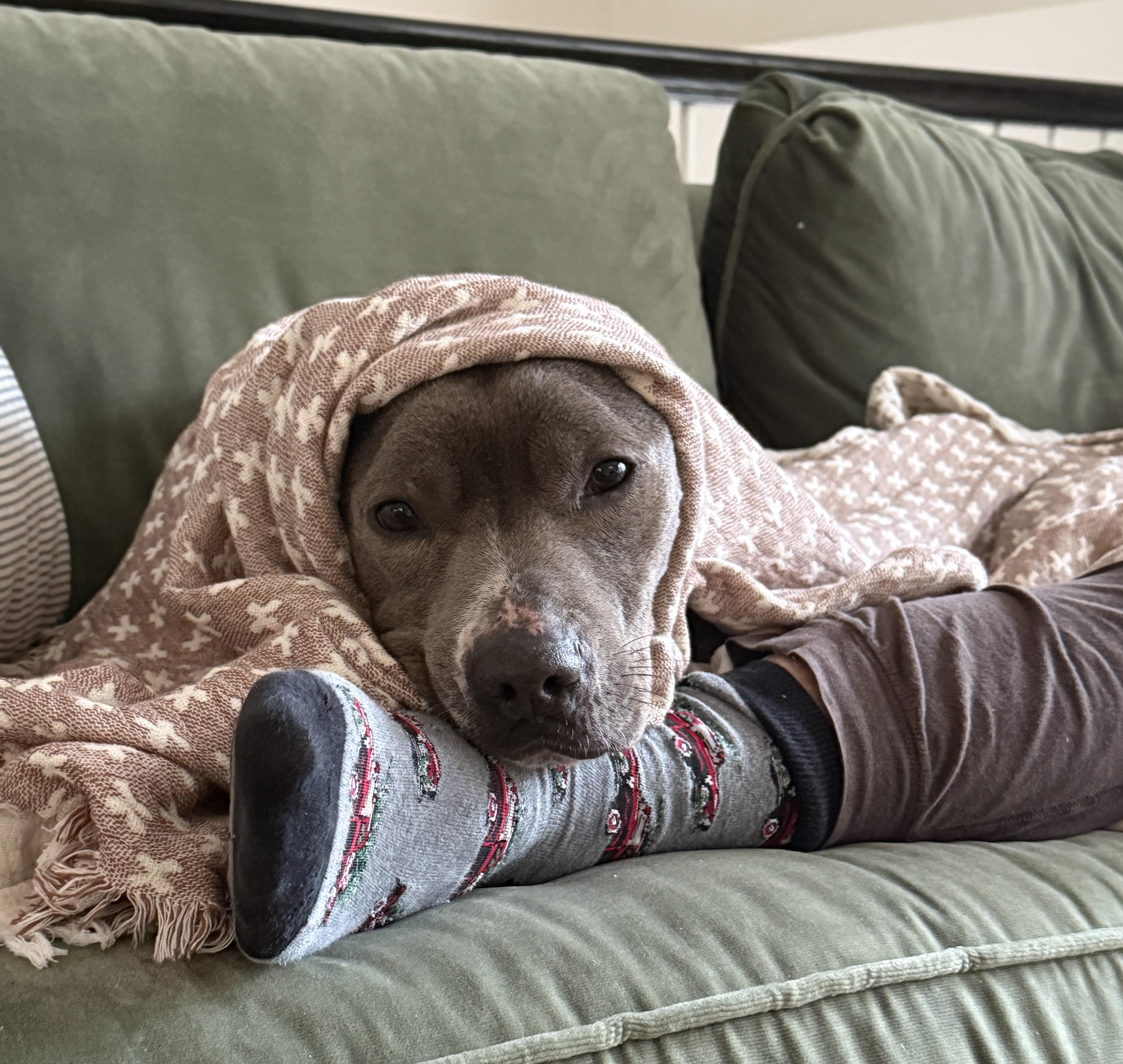 Enlarge Maddox, a Adoptable mixed breed in Boston, MA image 4/6