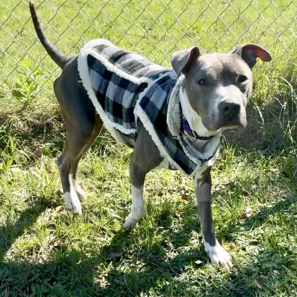 Enlarge Maddox, a Adoptable mixed breed in Boston, MA image 3/6